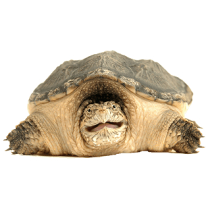 Turtle PNG-24736